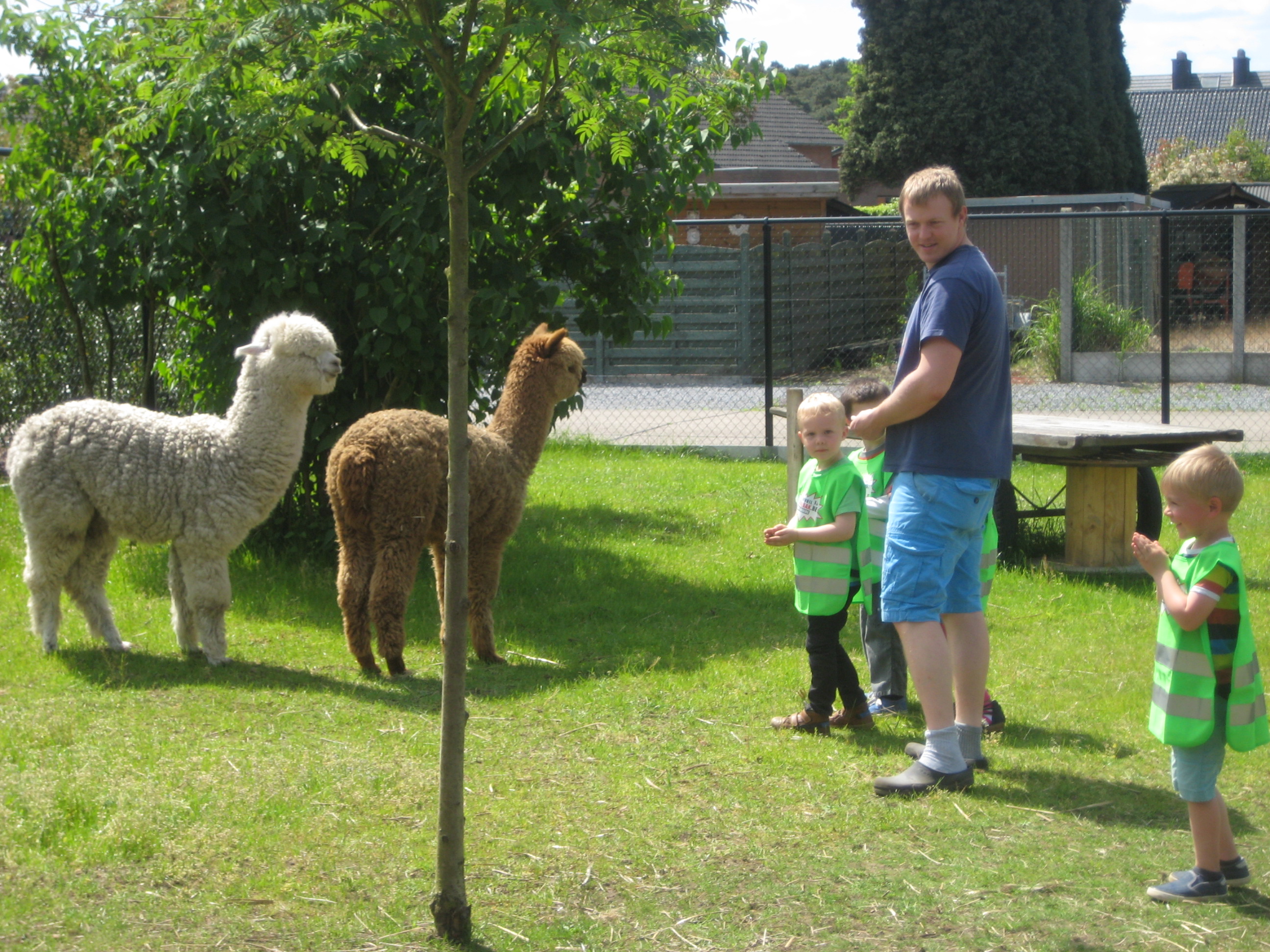 Op bezoek bij de alpaca's (juf Ellen)